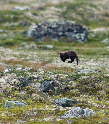 BB 11 0118 / Vulpes lagopus / Fjellrev